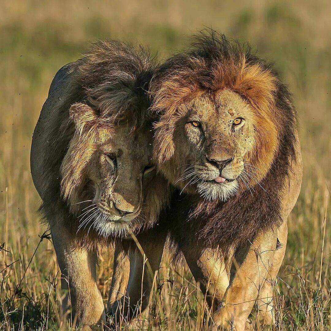 Африканский Лев. Львы Прайд. Саванна Прайд Львов. Африканский Лев Прайд. Africa lion