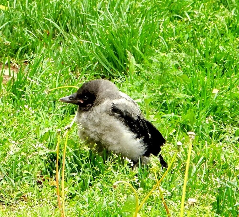 птенец серой вороны. птенец серой вороны. птенцы слётки вороны. вороний птенец. птенец серой вороны.