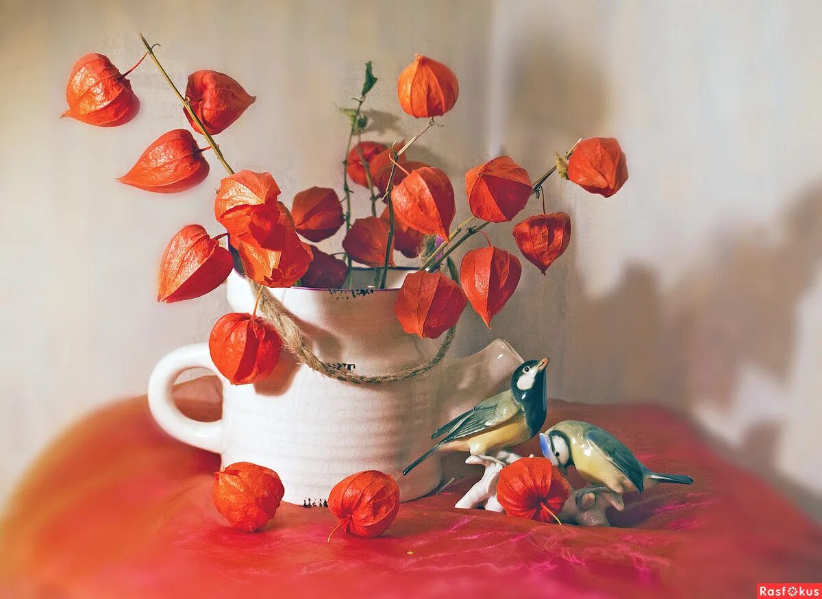 фотонатюрморты татьяны долженковой. физалис натюрморт. физалис маша павлова. роберт фальк осенний натюрморт физалис. физалис осенний живопись.