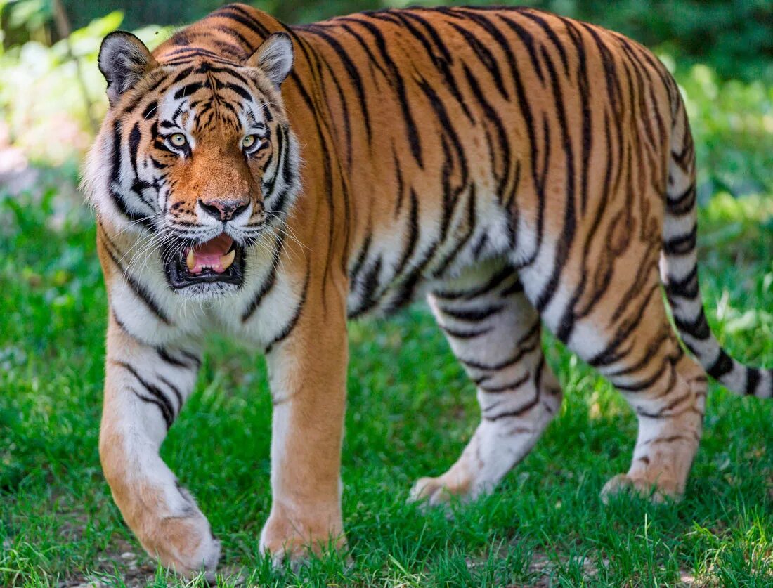 Амурский тигр. Уссурийский тигр. Амурский тигр фото. Полосатый тигр. Внешний вид тигров