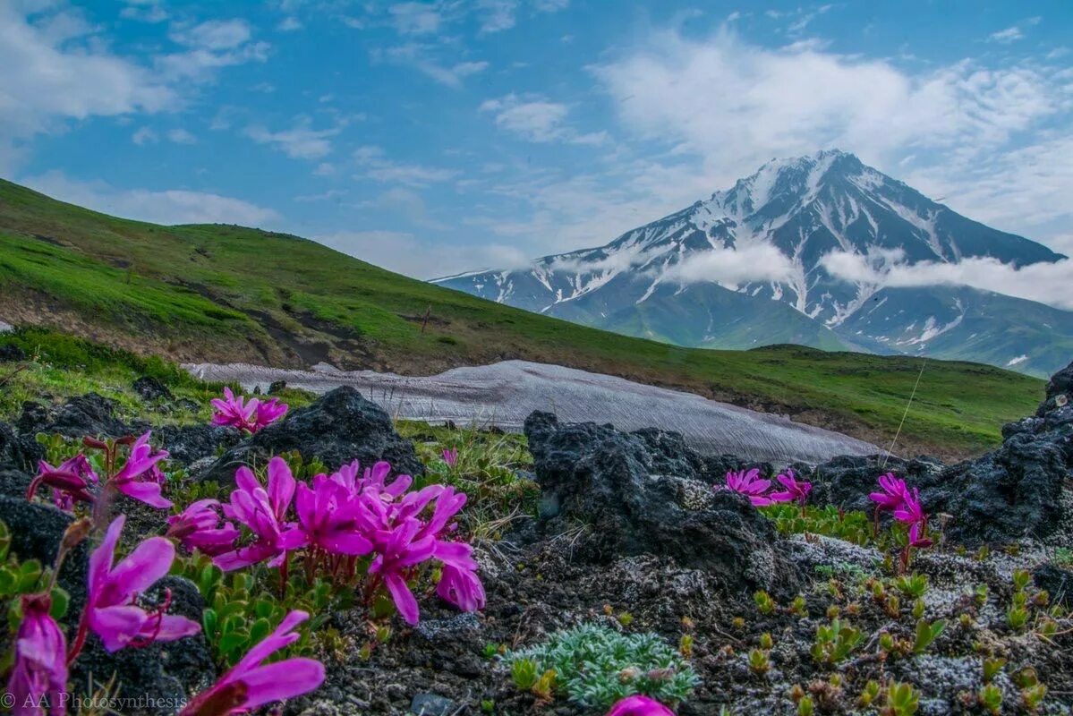 Замечательный объект. Рододендрон и вулкан Камчатка. Рододендрон Камчатский. Рододендрон на Камчатке.