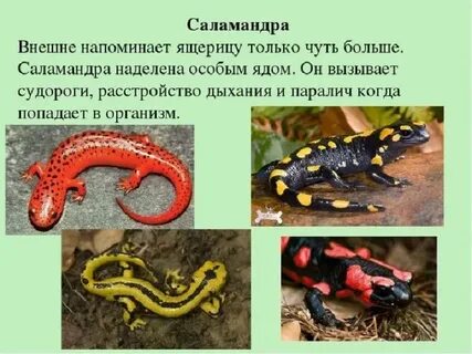 Внешне напоминает