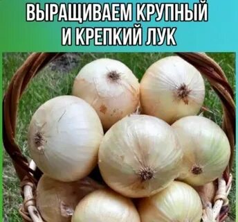 Луки 10 17