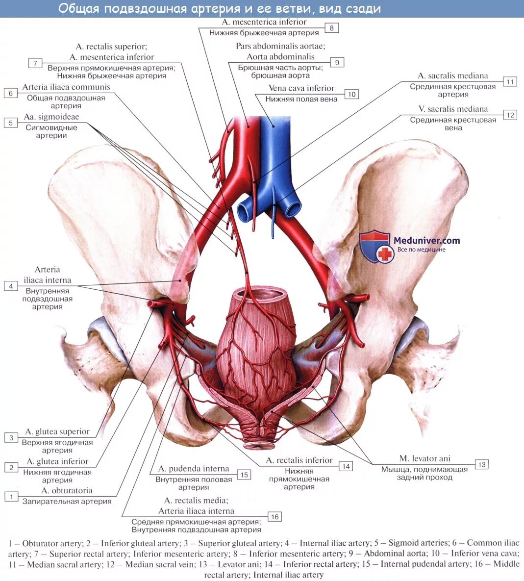 Ветви внутренней подвздошной артерии анатомия. Правые внутренние подвздошные артерия и Вена. Подвздошные артерии медунивер. Подвздошно-поясничная артерия латынь.