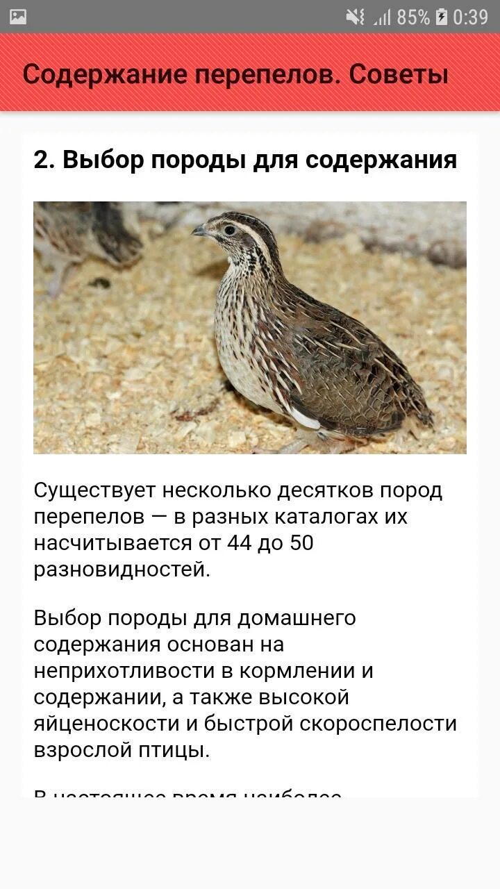Температура содержания перепелов. Содержание перепелок. температура для перепелок. перепела условия содержания и температура. перепела советы.