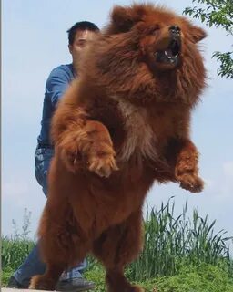 Какие бывают крупные