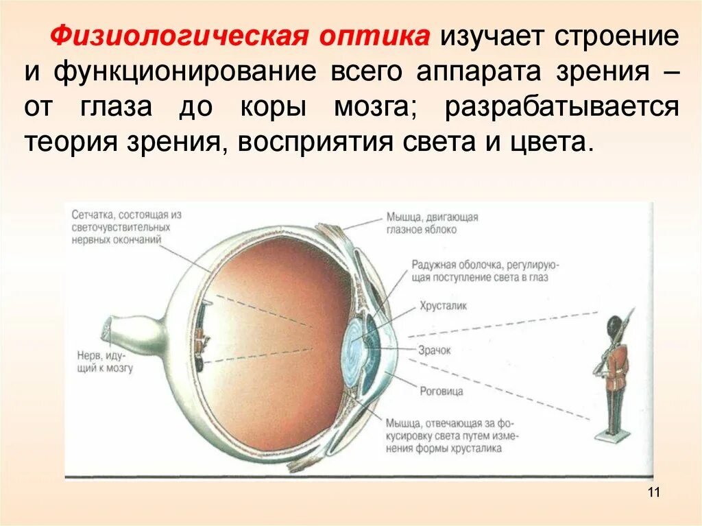 Что воспринимает световое изображение прошедшее через зрачок. Физиологическая оптика. Оптика зрение строение. Строение глаза восприятие света. Физиологическая оптика презентация.