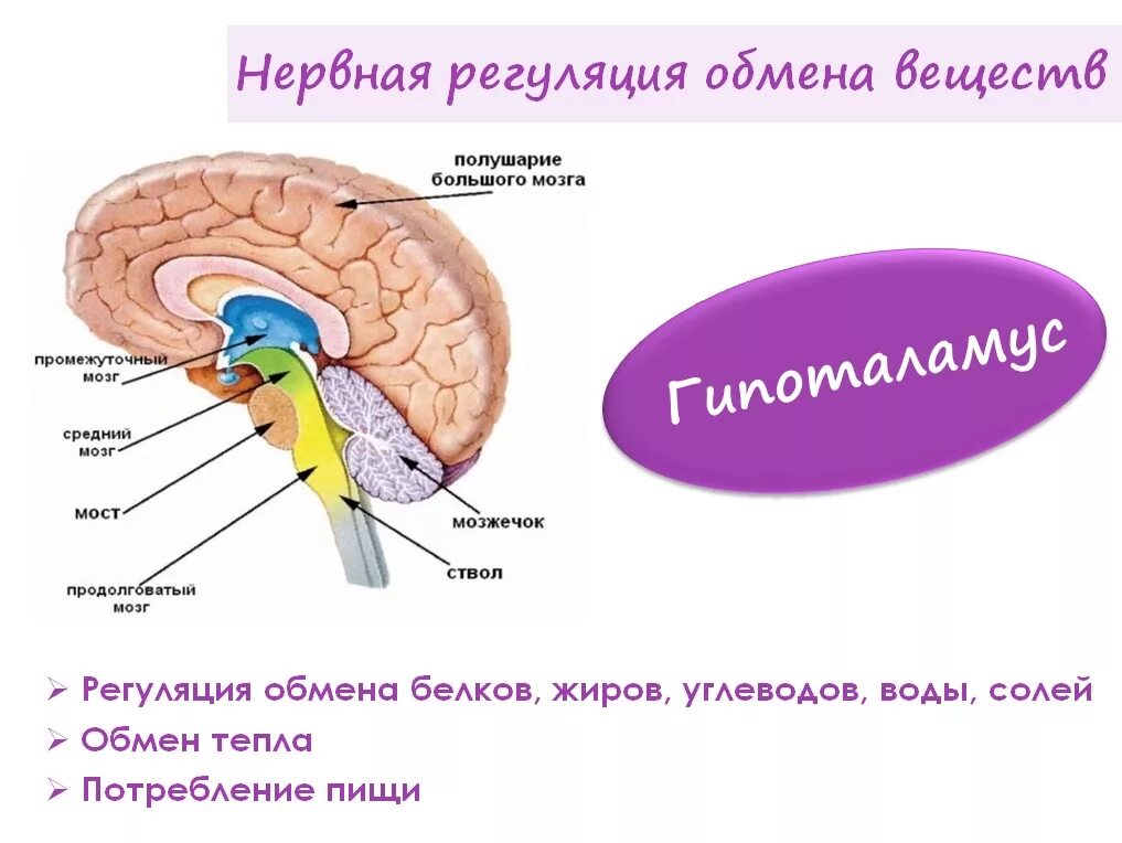 мозг гипоталамус отделы и функции. промежуточный отдел головного мозга млекопитающего. головной мозг строение промежуточный. промежуточный мозг 2) продолговатый мозг 3) мозжечок. промежуточный мозг.