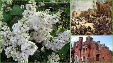 Сирень герои