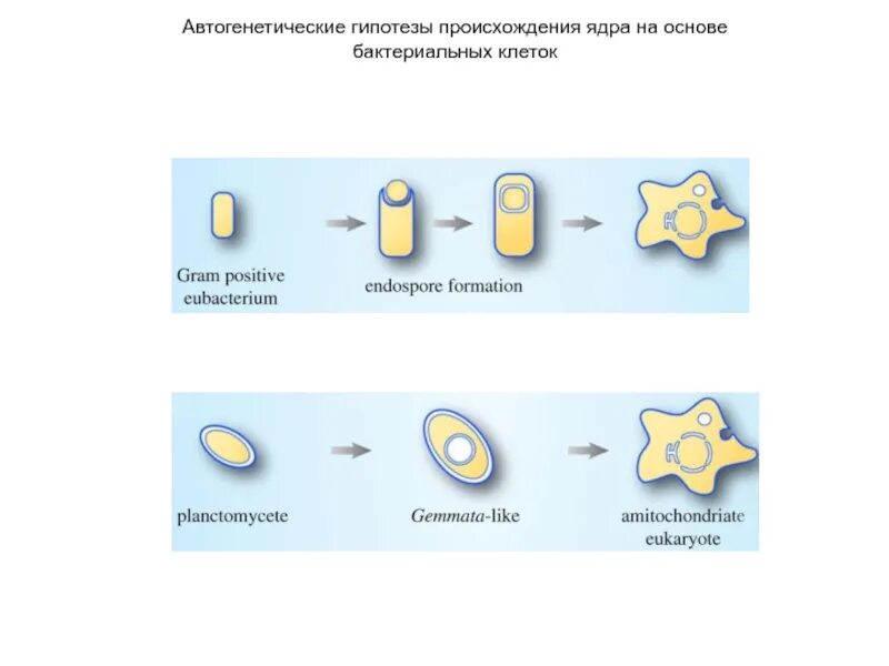 Происхождение бактерий. Возникновение клетки с ядром. Происхождение ядра клетки. Гипотезы происхождения ядра.