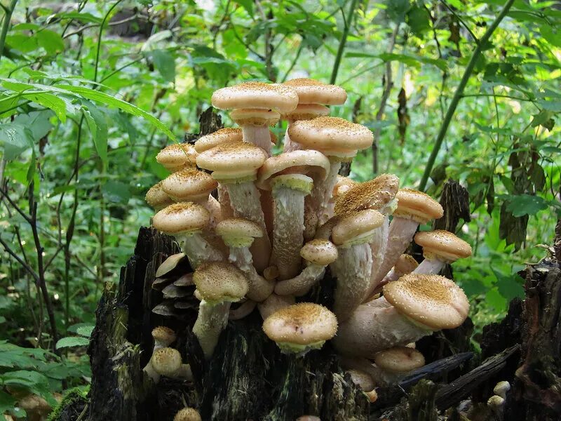 грибы опята питающиеся мертвыми. приморский осенний опенок опёнок. опята лесные пеньковые. грибы опята питающиеся мертвыми. лесные опята съедобные.