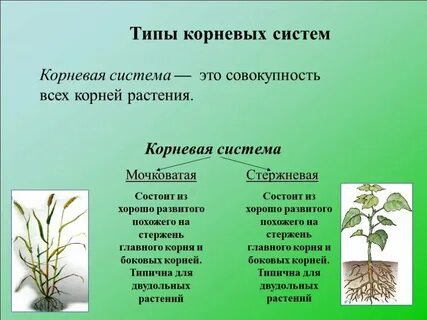 Корень развивающийся из корешка зародыша называют