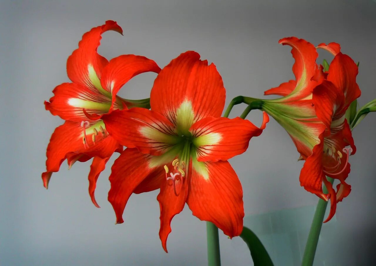 Hippeastrum цветок. Гиппеаструм гиппеаструм цветок. Лилия гиппеаструм. Гиппеаструм Бенито. Комнатная лилия как называется