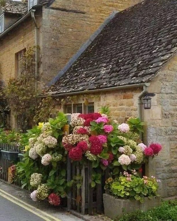 Village look. Гортензии в английском саду. Цветы в английском саду. Гортензии в садах Англии.