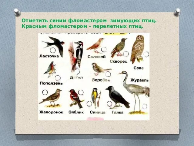 Где зимуют птицы задания для 1 класса. Где зимуют птицы 1 класс окружающий мир. Где зимуют перелетные птицы 1 класс окружающий мир. Зимующие птицы 1 класс окружающий мир.