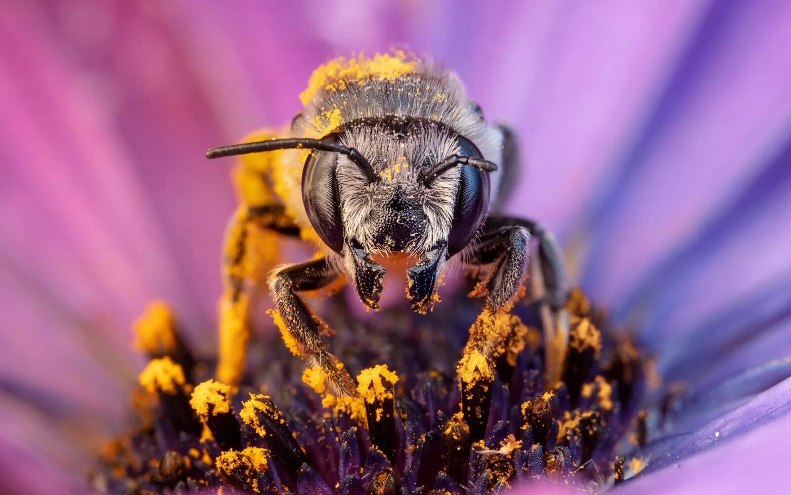 Ультра макро. Nikon 105 2.8 macro. Laowa 100mm/2,8. Laowa Venus Optics 100mm f/2.8 2x. Nikon macro 60.