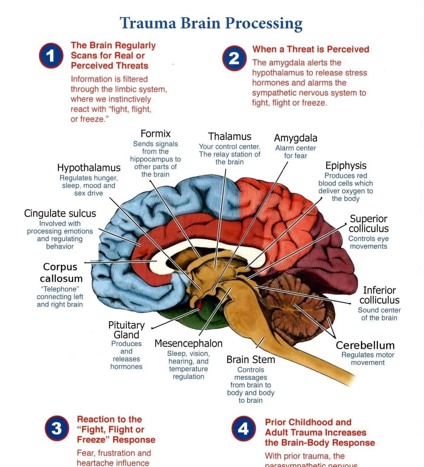 Мозг терапия инструкция. EMDR терапия. Brain body. Brain Regulation.