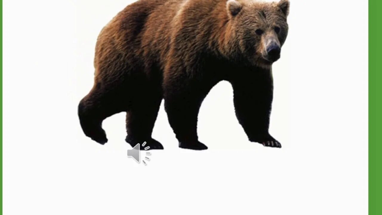 Медведь карточка для детей. Медведь на английском. Карточки для детей Медвежонок. Медведь на белом фоне. Мишка перевести на английский