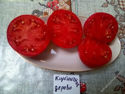 Томат фрекен бок отзывы