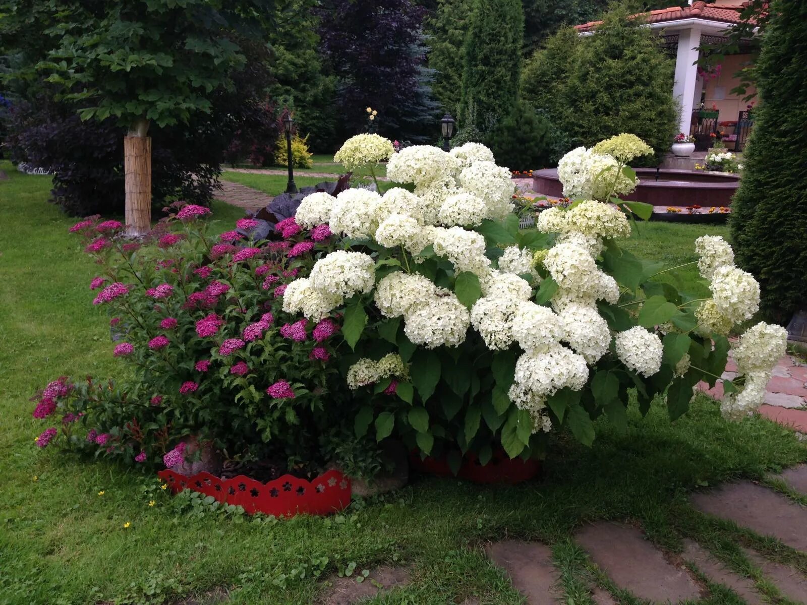 Гортензия метельчатая миксборд. Рабатка с гортензией. Гортензия древовидная аннабель. Лаймлайт гортензия метельчатая в ландшафтном. Гортензия метельчатая с хвойниками.