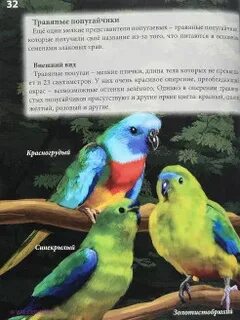 Попугай знает английские и испанские слова