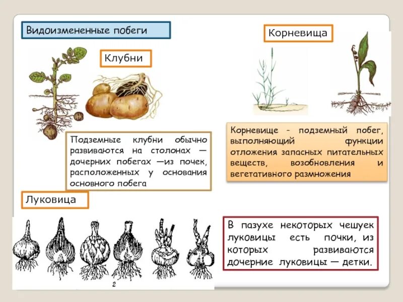 Размножение видоизмененным корнем. Подземные видоизменения побегов клубень. Вегетативное размножение подземные видоизмененные побеги. Корневище и луковица видоизменённый побег. Подземные видоизмененные побеги луковица корневище.