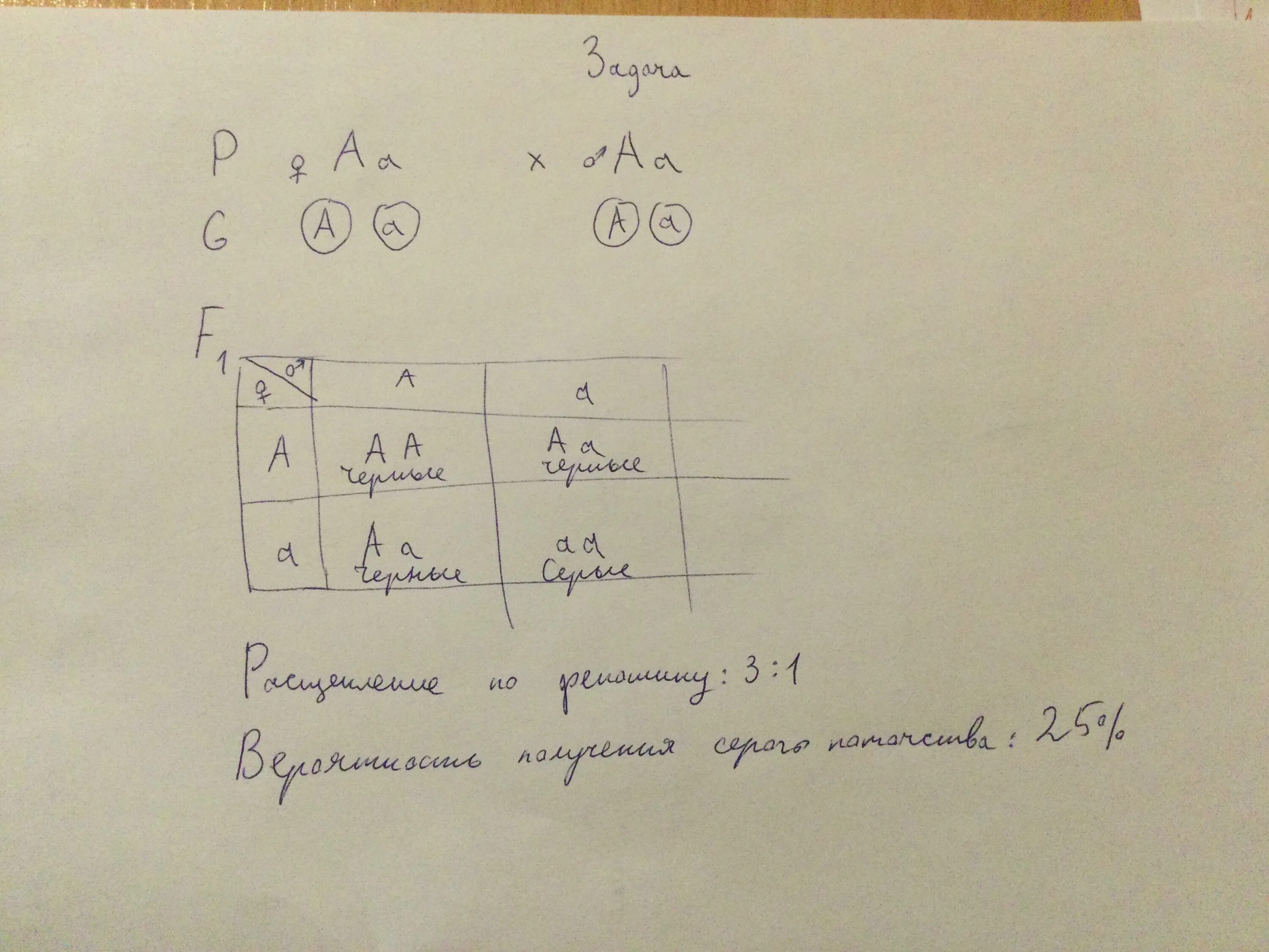 Селекционер скрестил самку чистой линии мыши черного. Окраска шерсти кроликов черная. У собак черная шерсть доминирует над коричневой. У собаки черная окраска шерсти доминирует. У мышей ген черной окраски доминирует над коричневой.