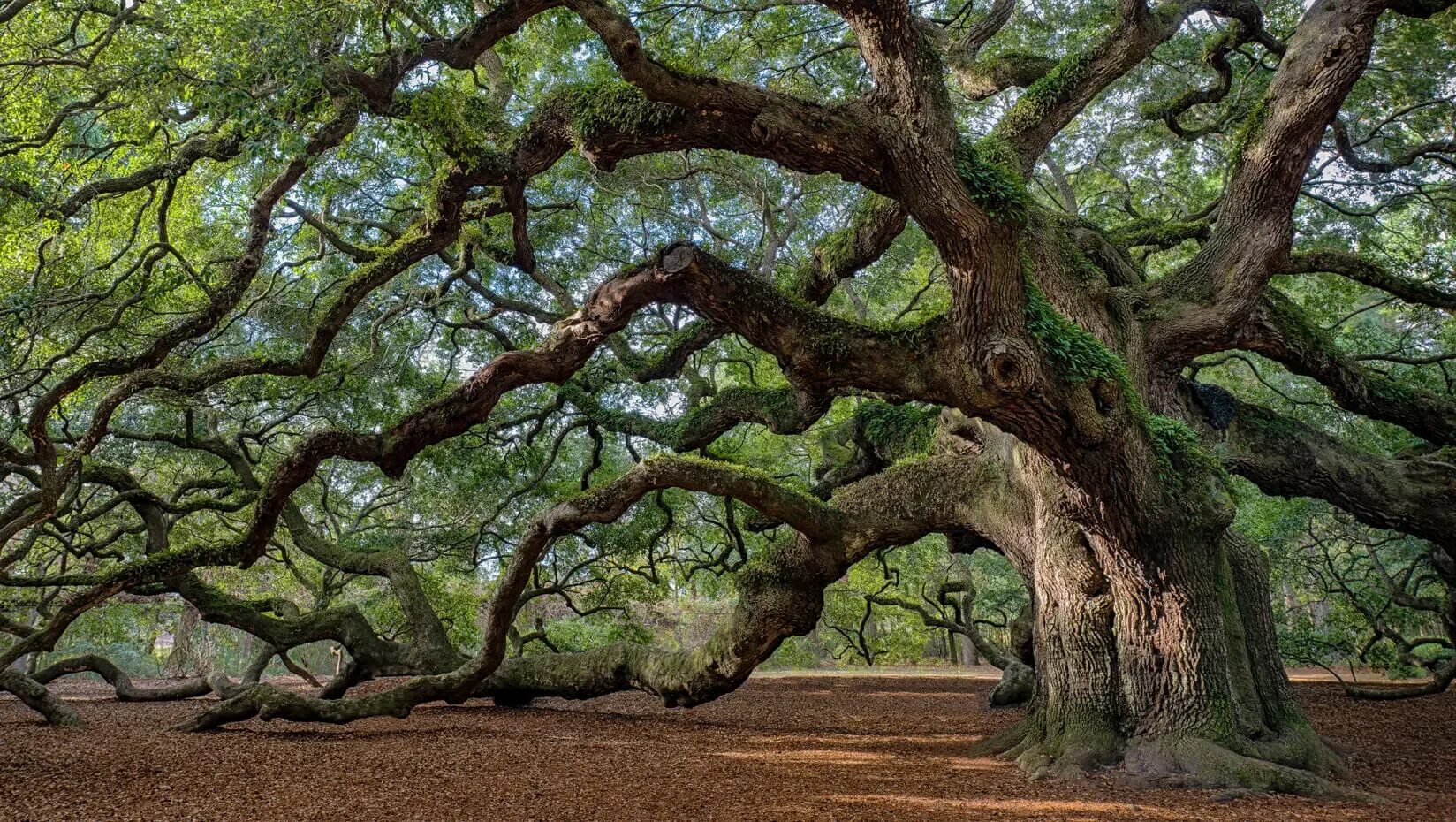 How trees