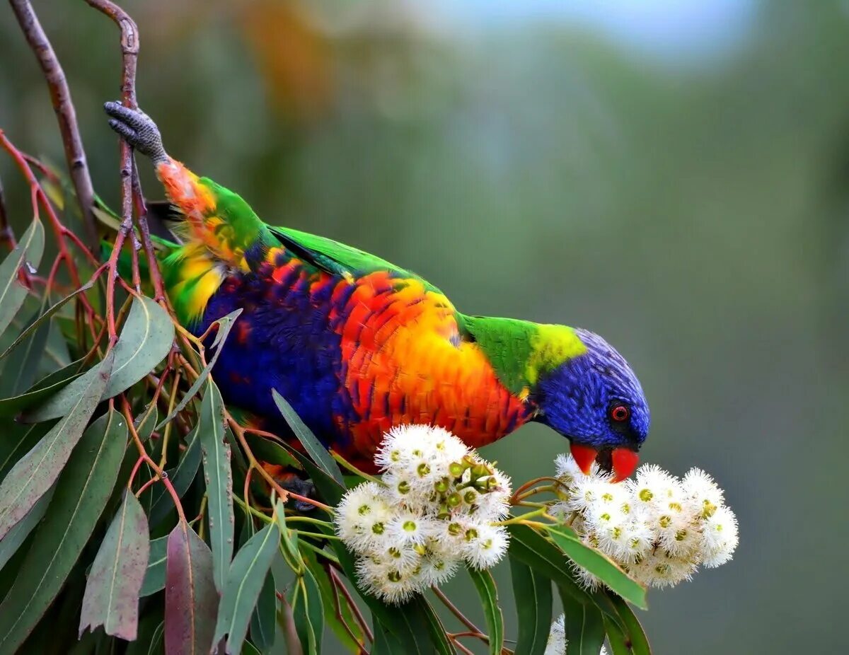 I ve parrot. Лорикет попугай. Какаду лорикет. Многоцветный лорикет попугай. Радужный лорикет.