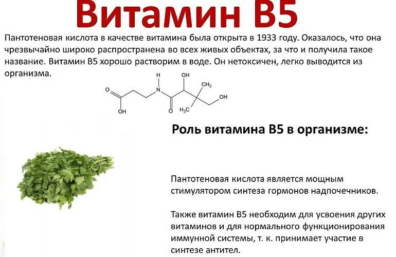 Укроп вред для организма. Петрушка витамины и минералы. Что содержится в петрушке витамины. Витамины в зелени петрушке и укропе. Витамины содержащиеся в укропе.