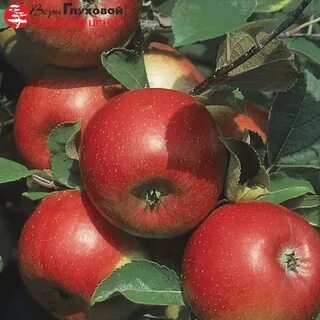 Сорт либерти яблонь фото