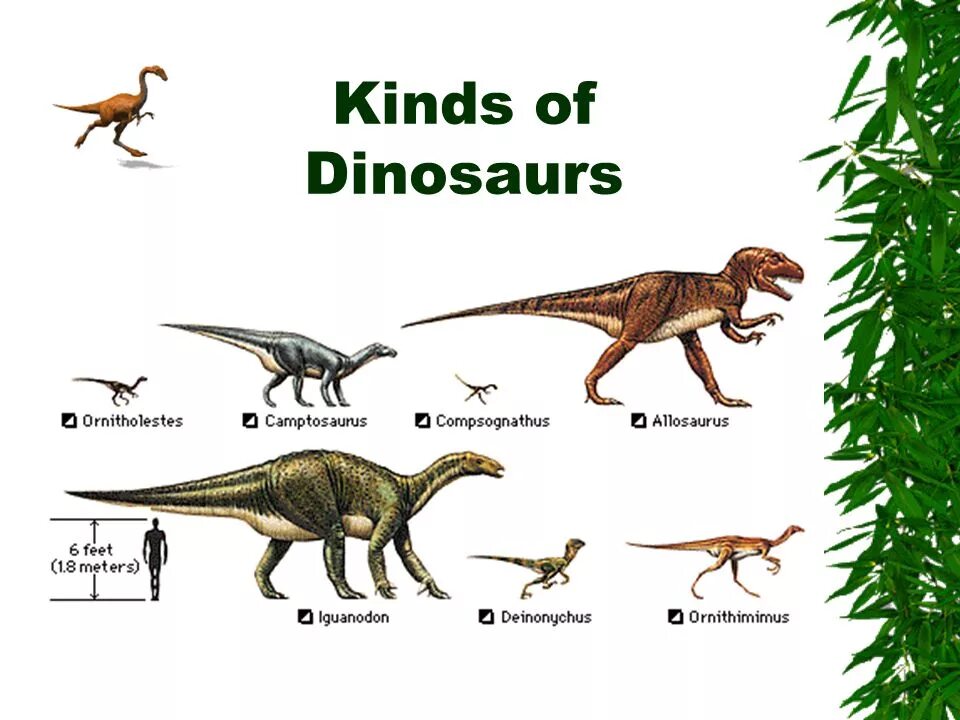 Dinosaur перевод на русский. Kinds of dinosaurs. types of dinosaurs. презентация по английскому about dinosaurs. игуанодон схема систематика.