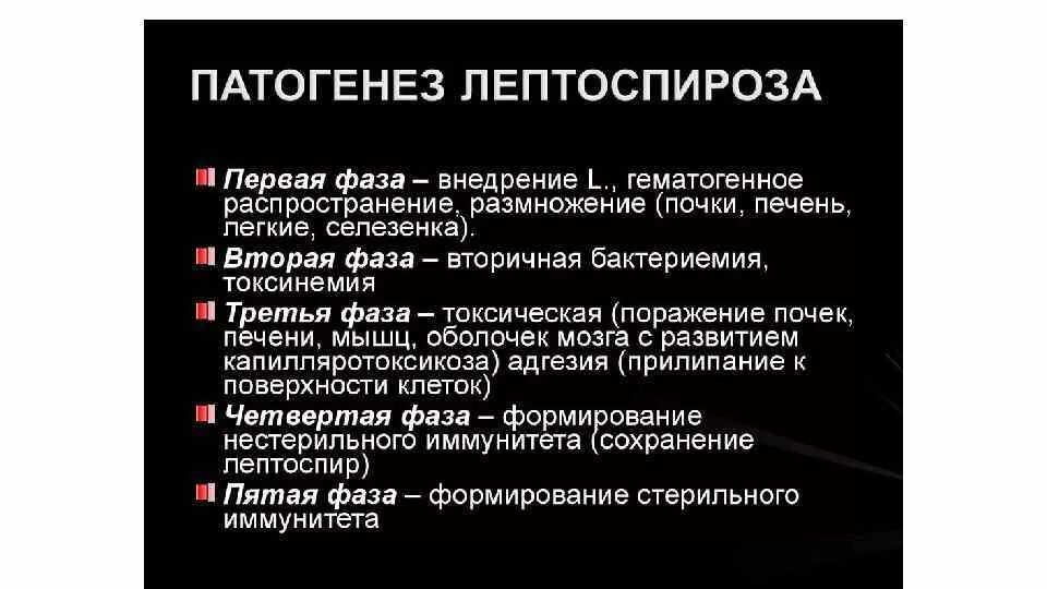 Лептоспироз патогенез кратко. Фазы патогенеза лептоспироза. Основные звенья патогенеза лептоспироза. Этапы патогенеза лептоспироза. Лептоспироз патогенез