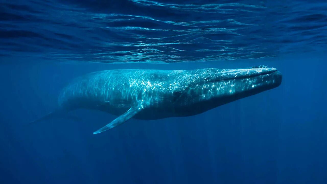 Голубой кит Balaenoptera musculus. Синий кит блювал. Синий кит (голубой кит). Голубой кит блювал.