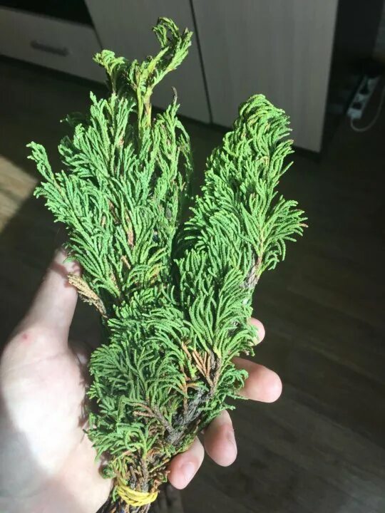 артыш арса можжевельник. артыш можжевельник куст. артыш можжевельник. можжевельник артыш. можжевельник артыш.