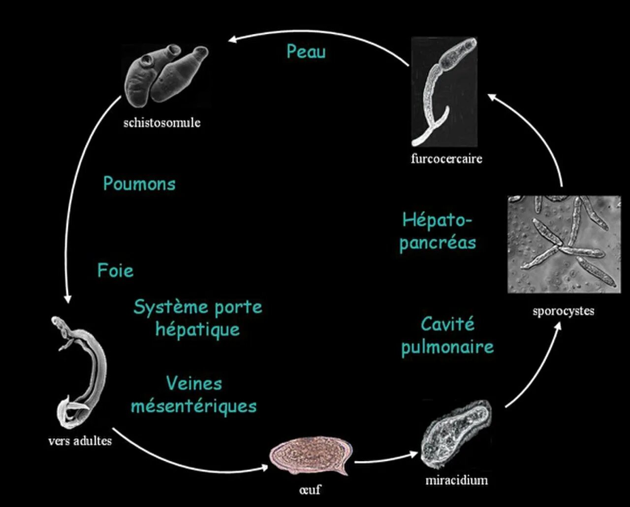 Шистосома Мансони жизненный цикл. Шистосома жизненный цикл схема. Жизненный цикл шистосомы схема. Шистосома кровяная жизненный цикл схема.