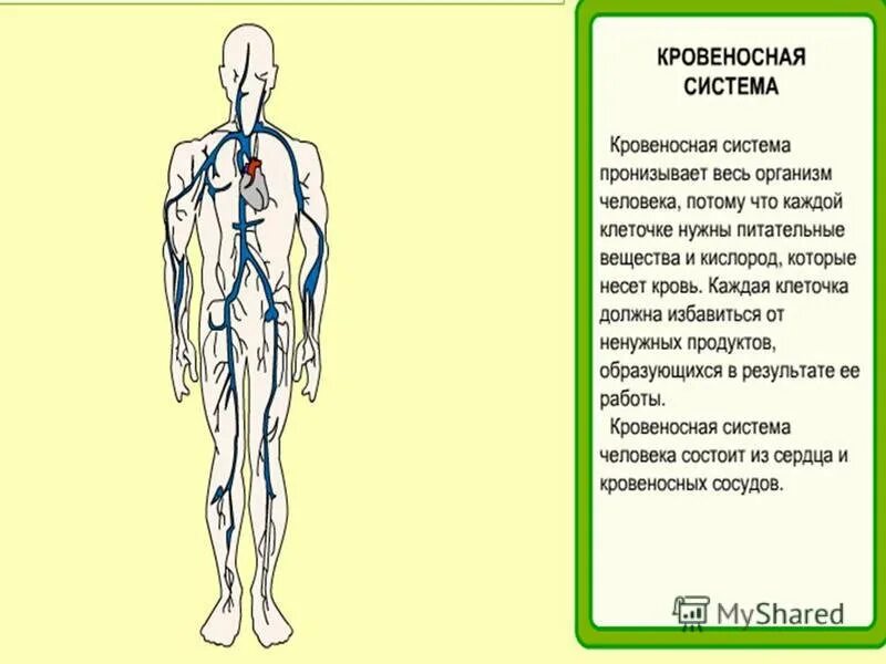 Кровеносная система человека доставляет лекарственные впр. Кровеносная система человека. Информация о кровеносной системе. Кровеносная система человека сообщение. Сообщение о кровеносной системе.