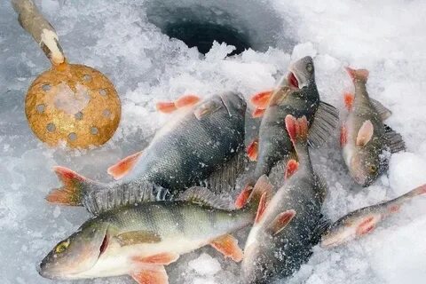 Рыба зимняя
