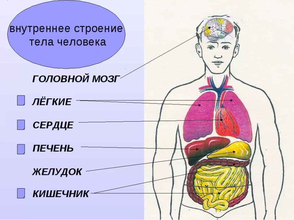 У сердца есть мозг. Строение человека внутренние органы спереди. Схема внутреннее строение организма. Рисунок расположения внутренних органов человека. Анатомическое строение человека в картинках внутренних органов.