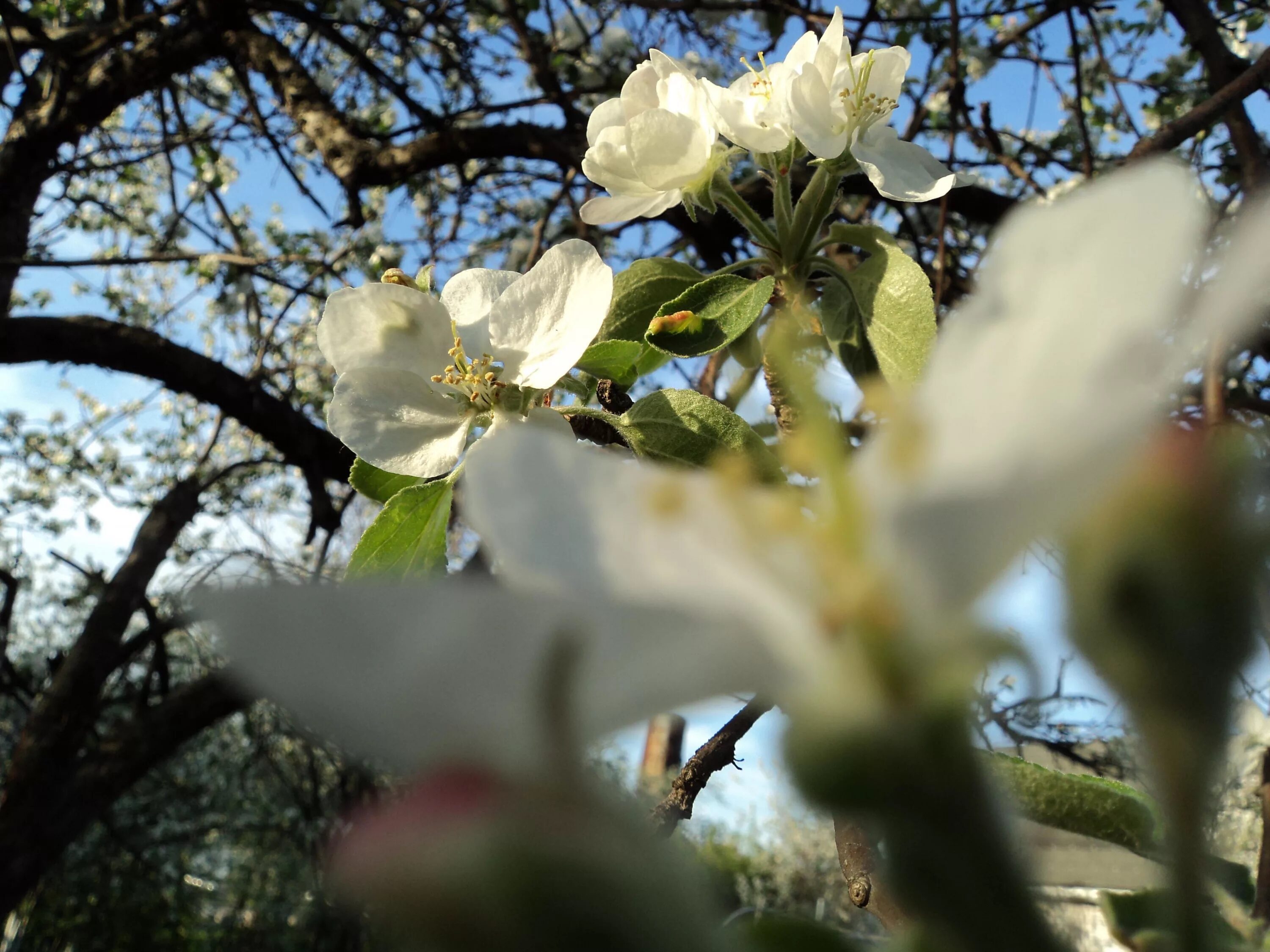 встреча весны надпись. влюбленные в весеннем саду. встречаем весну. влюбленные в цветущем саду. весенние встречи.