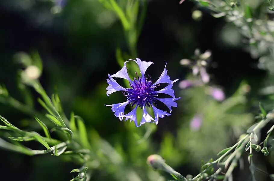 Василек синий (Centaurea cyanus). Василек чертополох. Василёк Боровой. Василёк Чертополоховые.