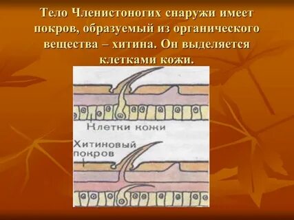 Какой покров тела у насекомых