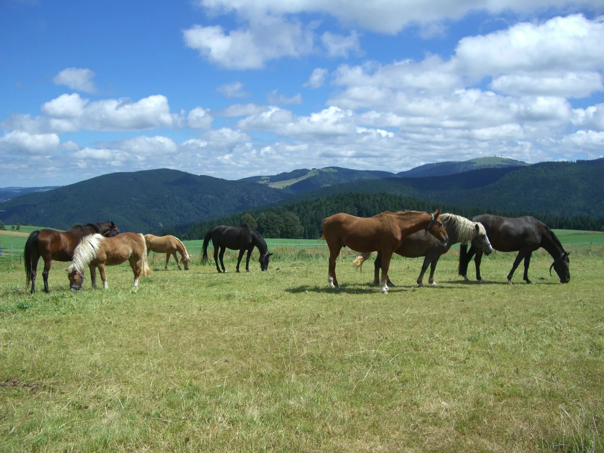 Пастбища в тайге. Пастбище в швейцарии. Лесное пастбище 5 букв. Пастбища россии. Пастбища башкирии.