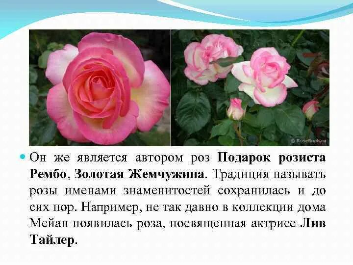 Почему розу назвали розой. Селекция роз. Название роз. Розы Латвийской селекции.