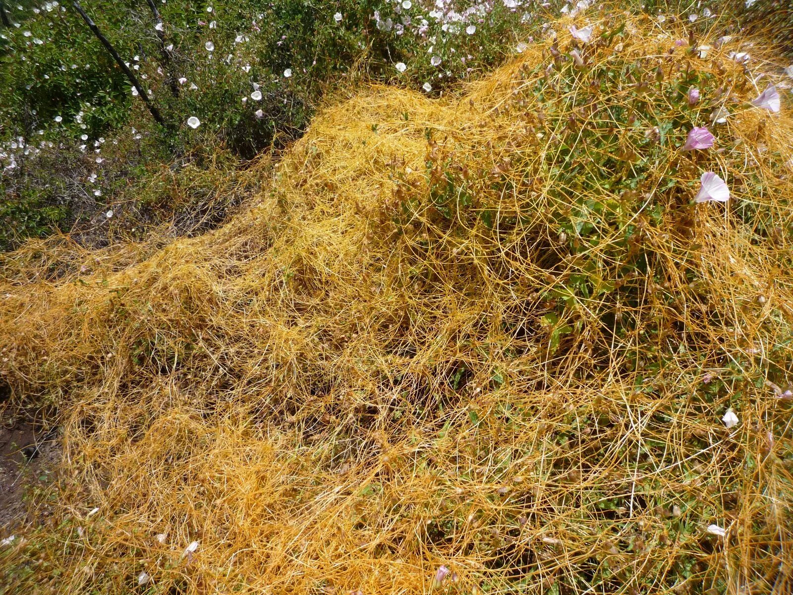 Повилика Полевая. Повилика (Cuscuta). Повилика Клеверная. Повилика тонкостебельная.