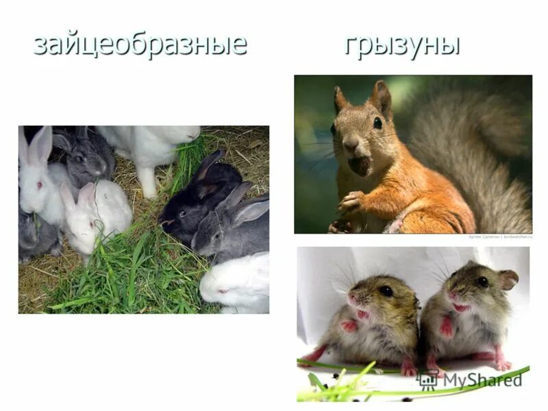 Пищуха сеноставка. Зайцеобразные представители. Грызуны и зайцеобразные. Грызуны и зайцеобразные. Пищухи зайцеобразные.