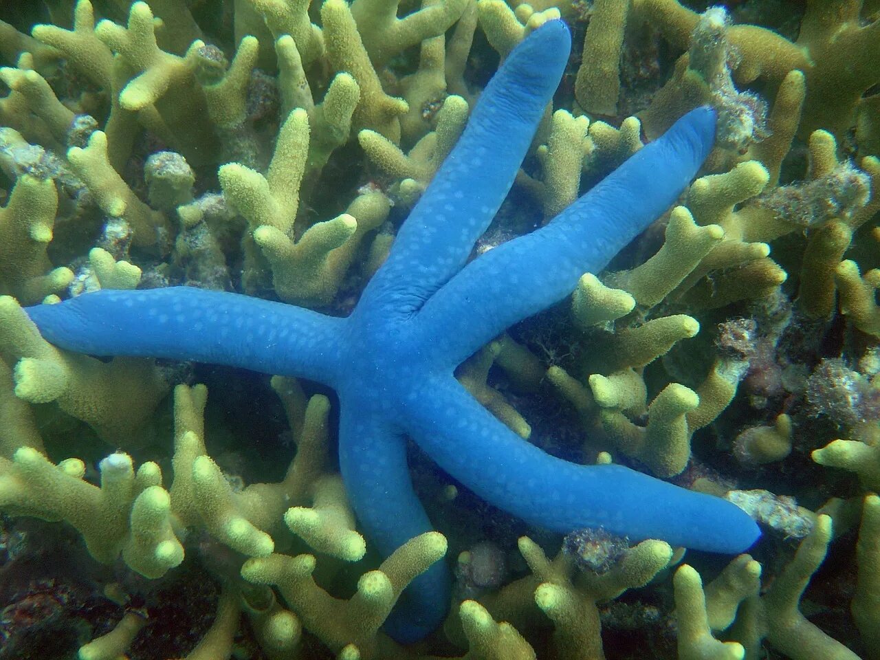 Морскую добавить