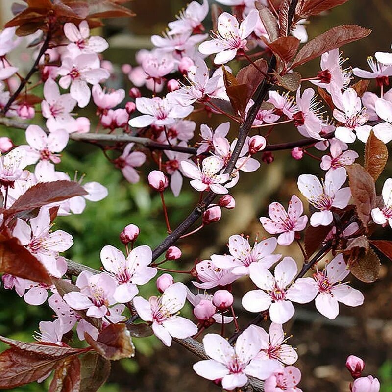 Слива нигра описание. Слива растопыренная Нигра. Слива растопыренная Prunus cerasifera"nigra". Prunus cerasifera 'nigra'. Слива растопыренная "Нигра" (Prunus cerasifera 'nigra').