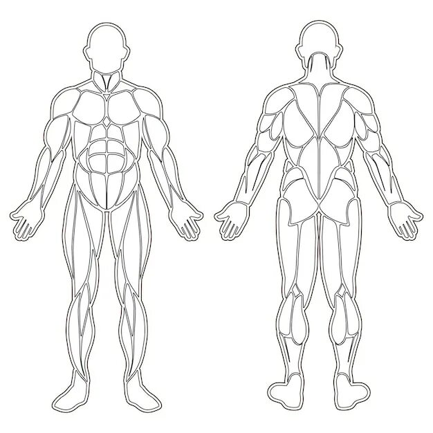 Тело скопировать. Человек в полный рост анатомия. Контур человека анатомия. Контур тела человека.