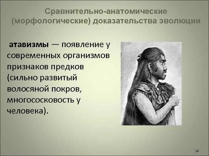 Сравнительно анатомические доказательства эволюции это